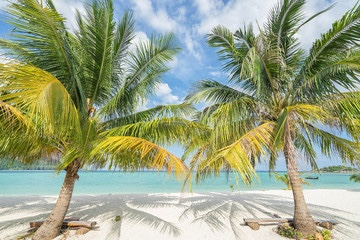 Cayman Palms